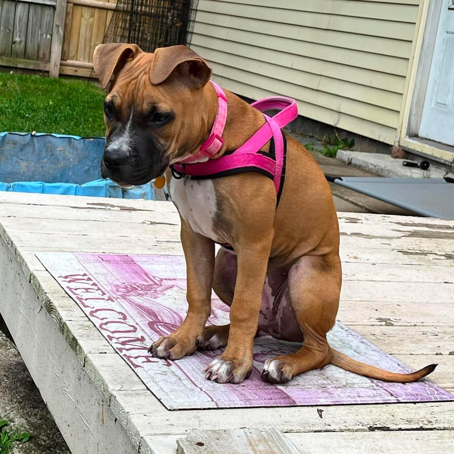 Enlarge Rosie, a ADOPTABLE Mixed Breed in Penfield, NY image 5/6