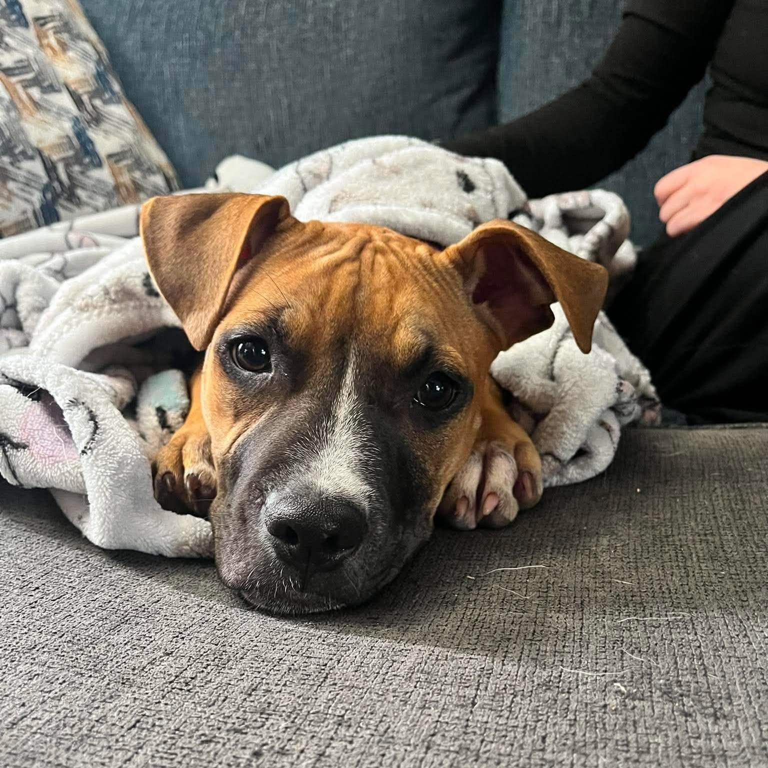 Rosie, ADOPTABLE, Puppy Female Mixed Breed.