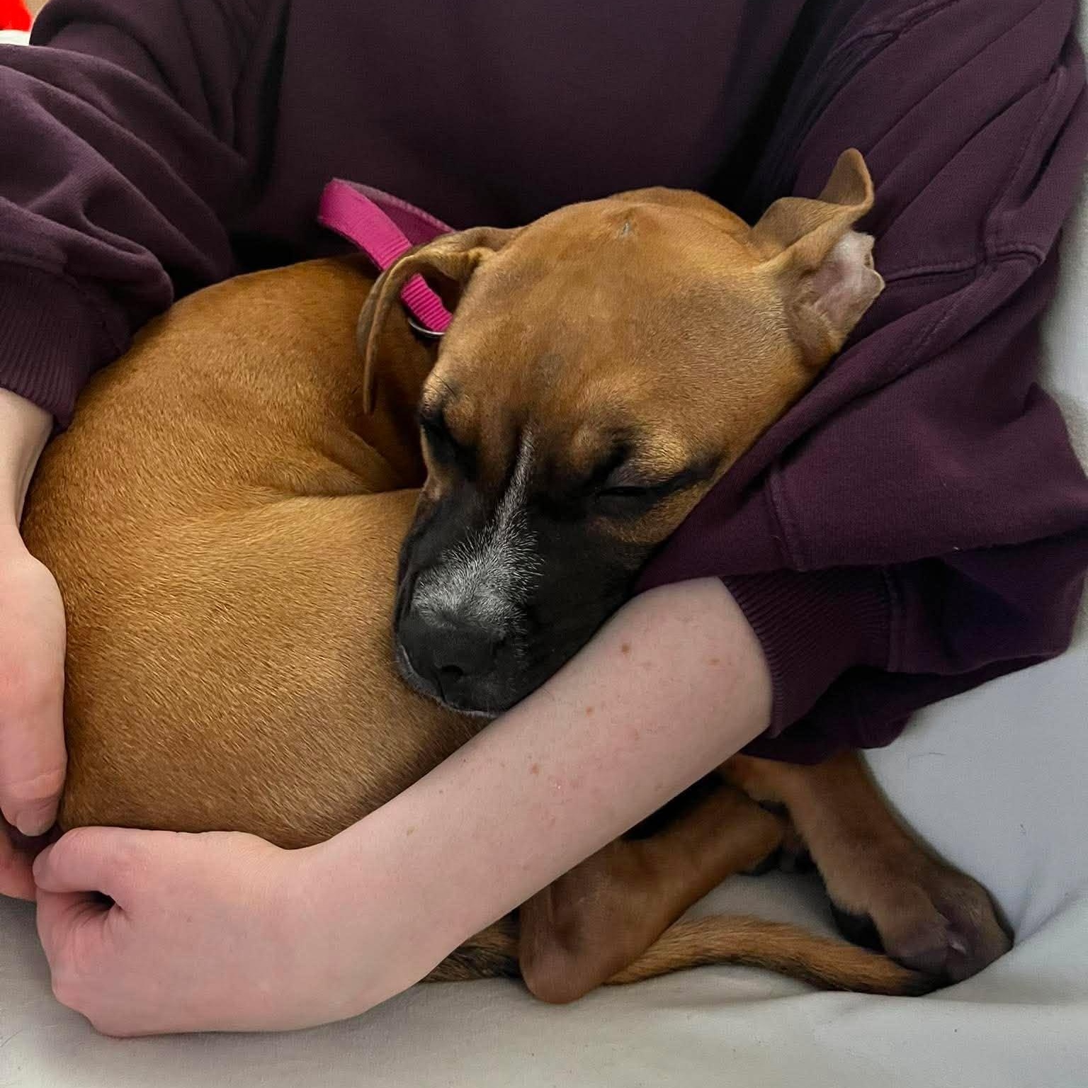 Enlarge Rosie, a ADOPTABLE Mixed Breed in Penfield, NY image 6/6
