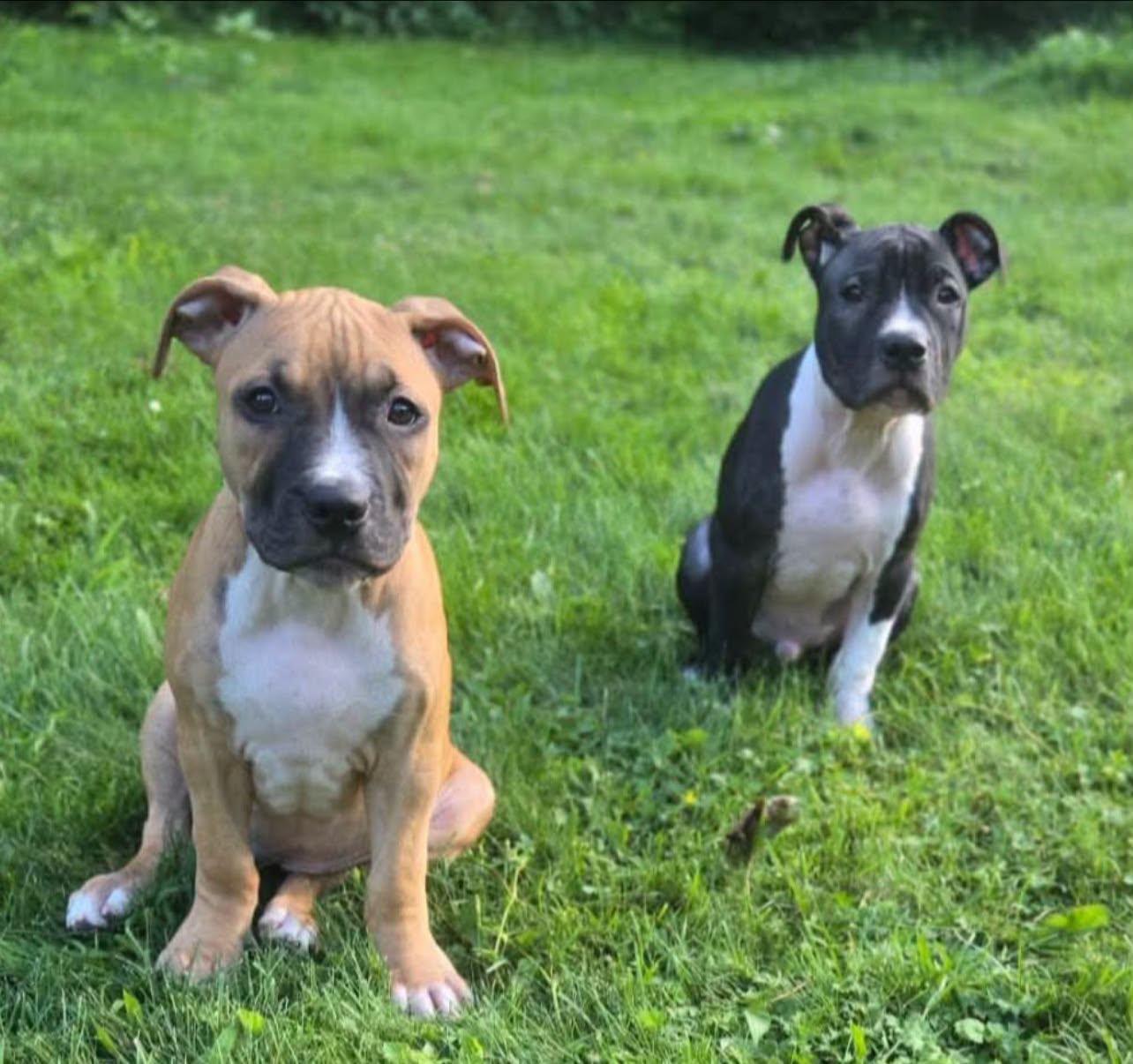 Rosie, a ADOPTABLE Mixed Breed in Penfield, NY image 4/6