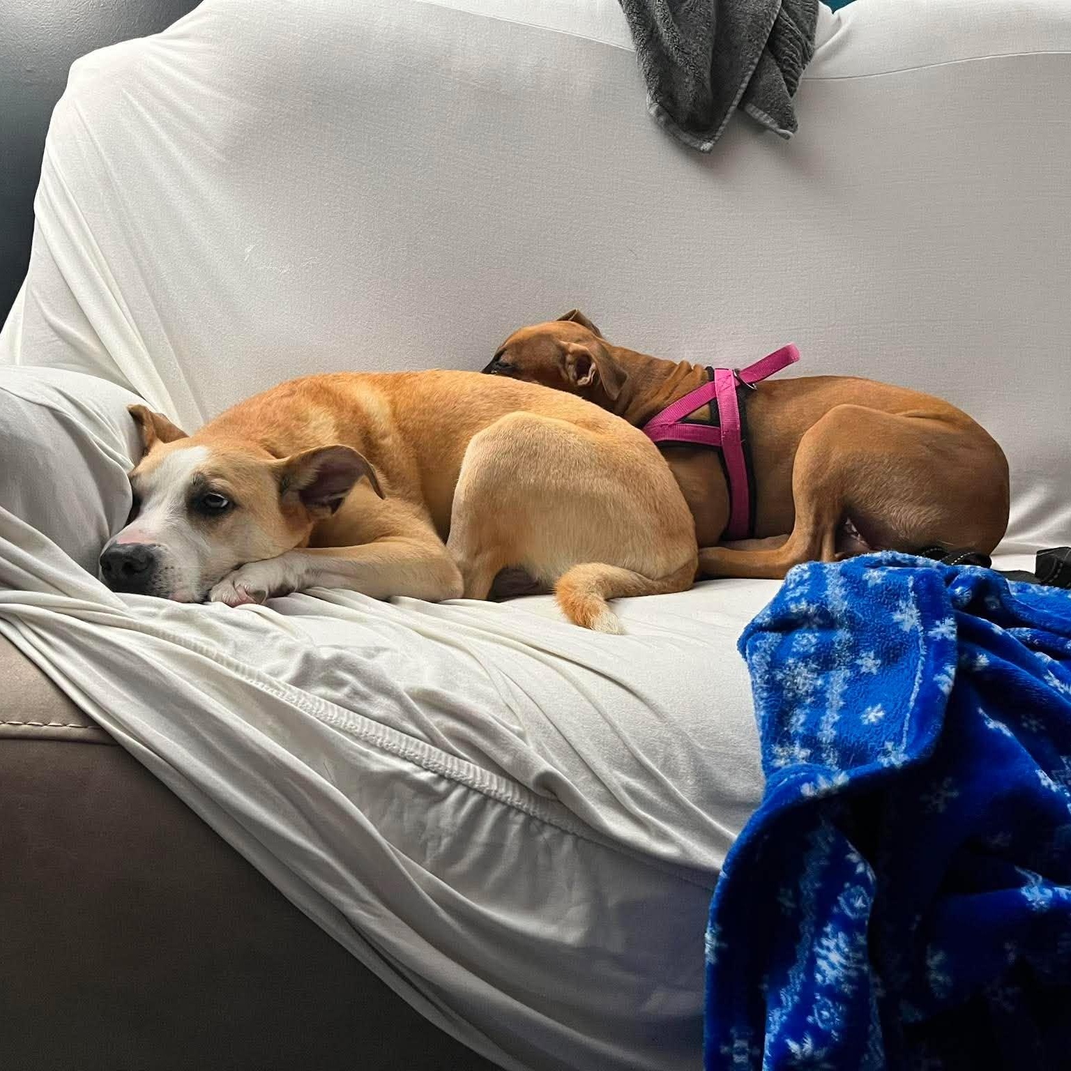 Enlarge Rosie, a ADOPTABLE Mixed Breed in Penfield, NY image 4/6