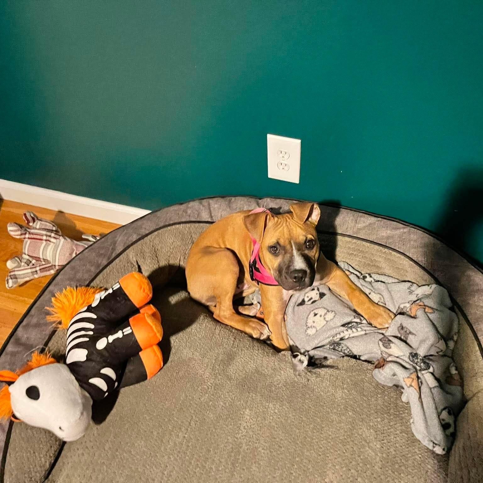 Enlarge Rosie, a ADOPTABLE Mixed Breed in Penfield, NY image 3/6