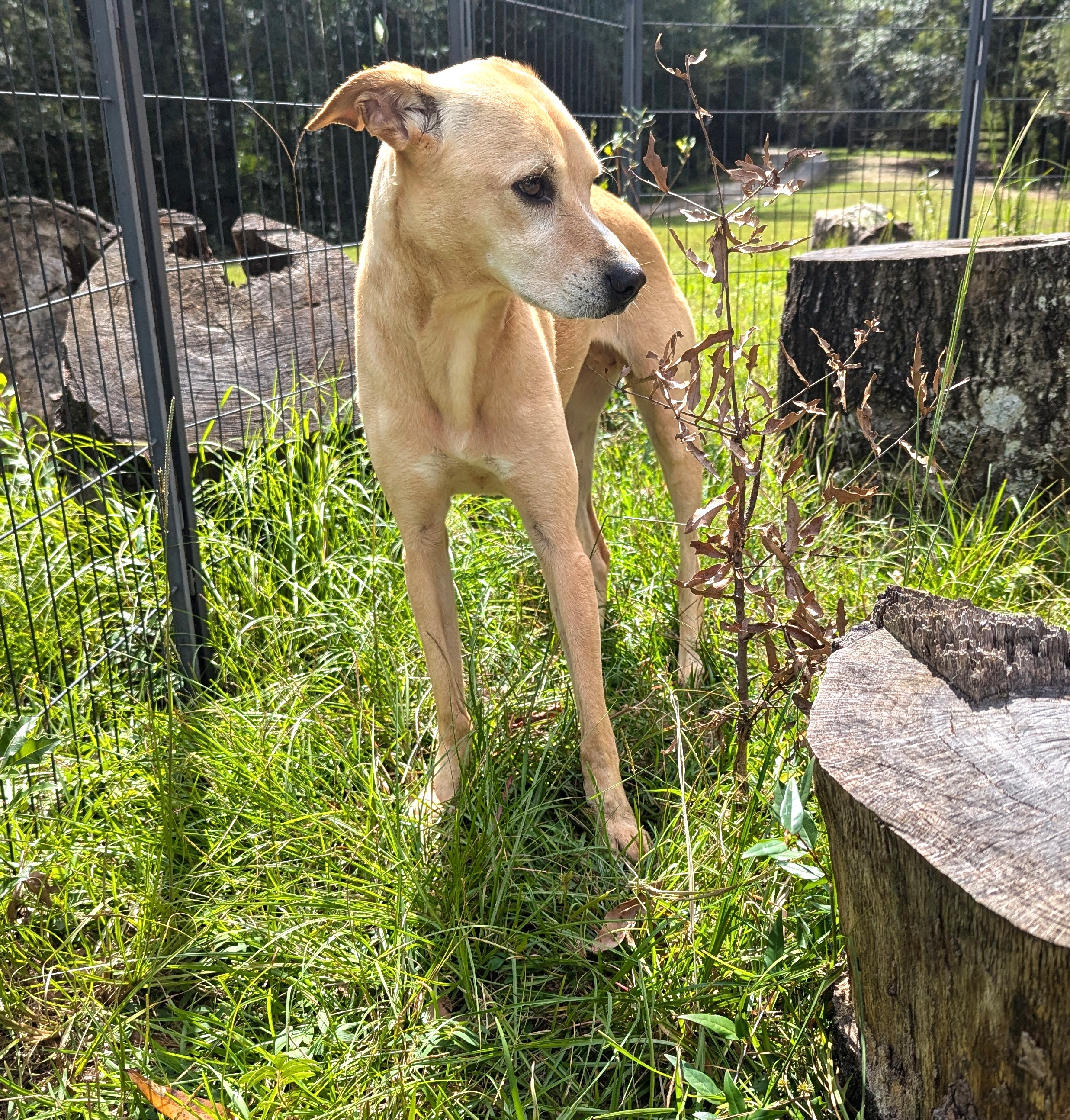 Dog for adoption BRIAR ROSE, a Yellow Labrador Retriever & Whippet