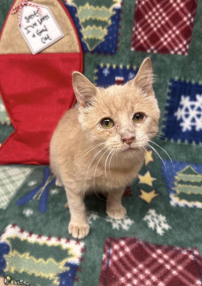 Enlarge Colt, an adoptable mixed breed in Maryville, MO image 1/3