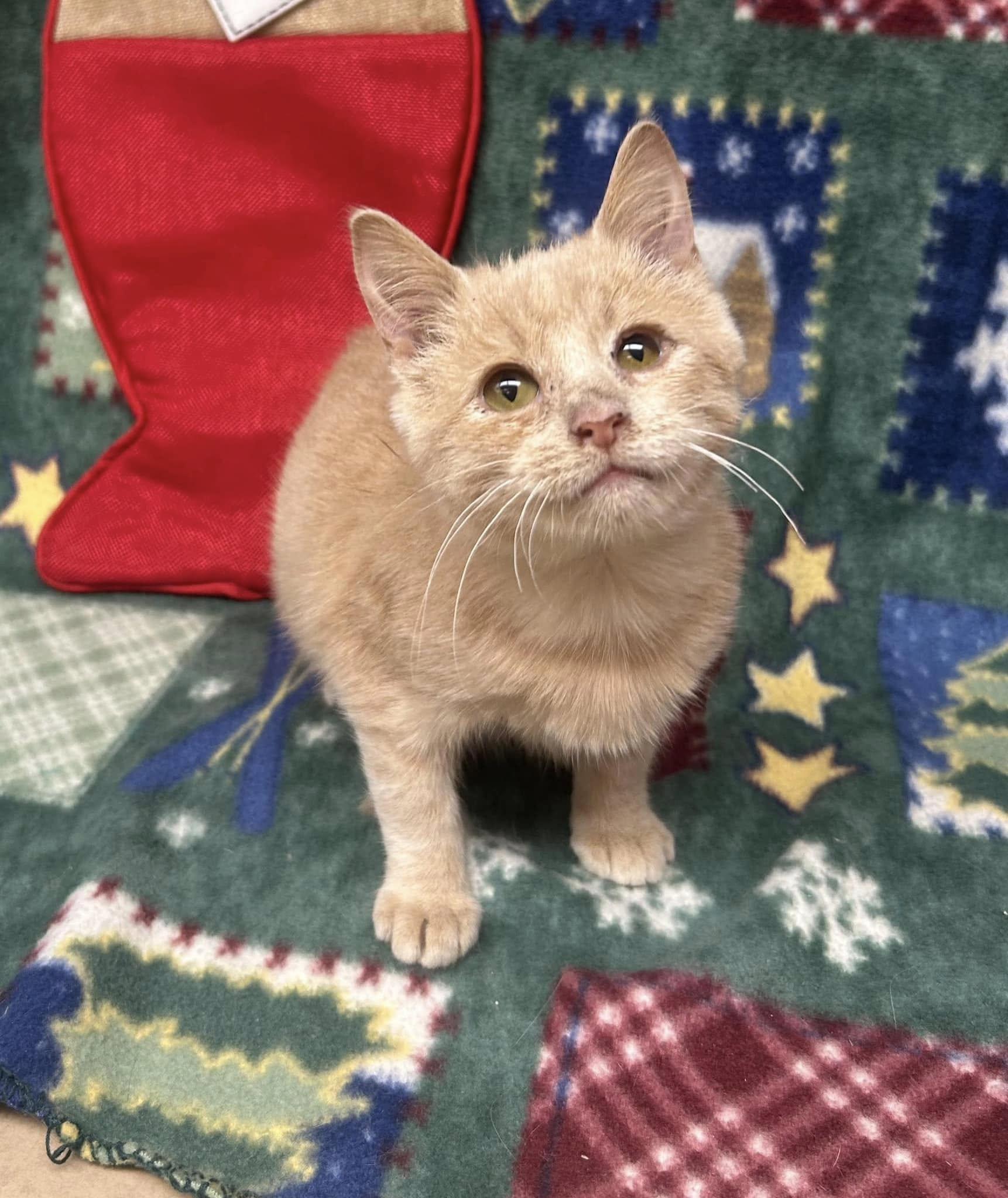 Enlarge Colt, an adoptable mixed breed in Maryville, MO image 2/3