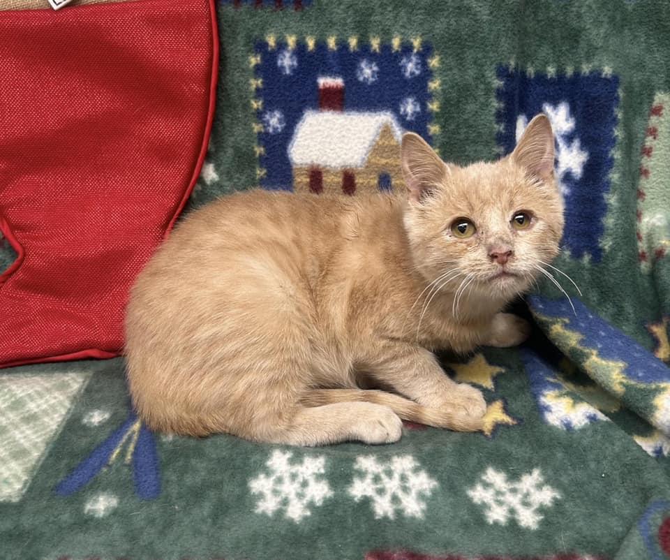 Enlarge Colt, an adoptable mixed breed in Maryville, MO image 3/3