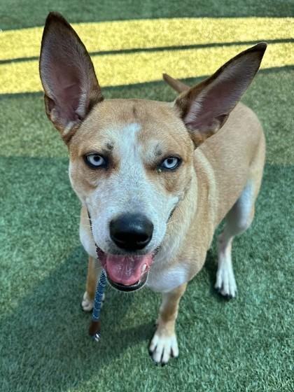 Grape, Adoptable, Adult Female German Shepherd Dog & Mixed Breed.