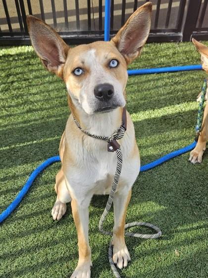 Grape, Adoptable, Adult Female German Shepherd Dog & Mixed Breed.