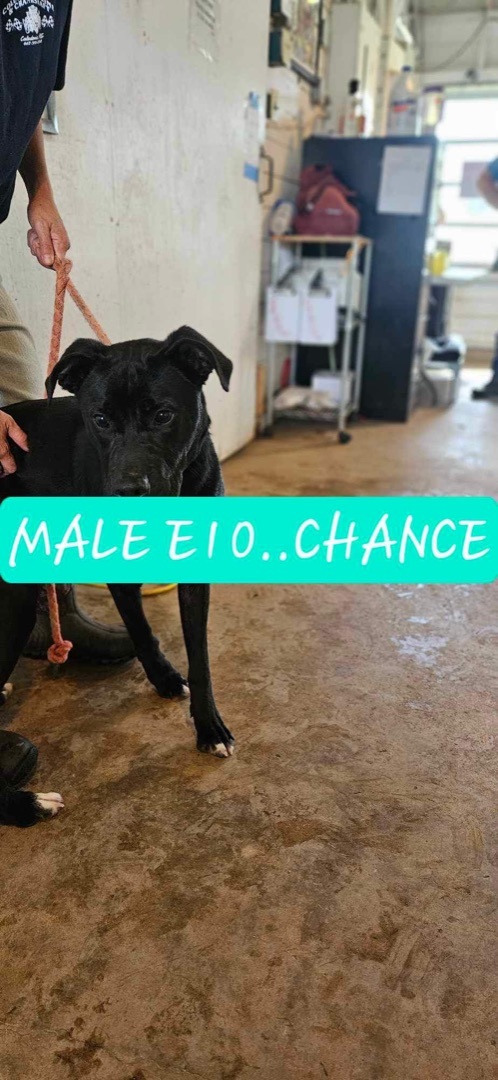 Chance- E10 photo 1