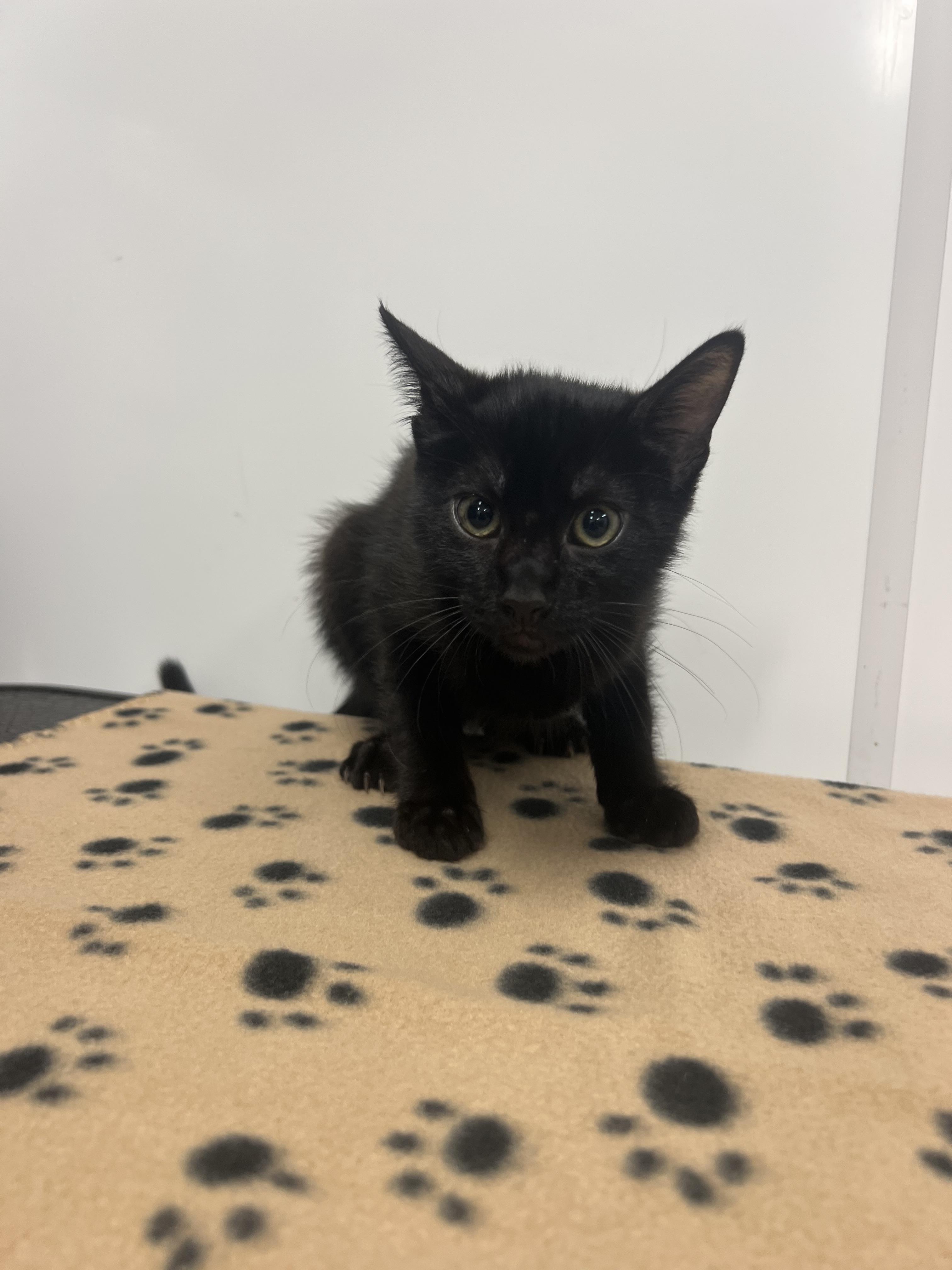 Raylene, Adoptable, Kitten Female Domestic Short Hair.