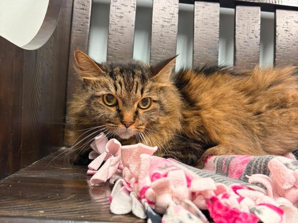 Sara, Adoptable, Senior Female Domestic Long Hair.