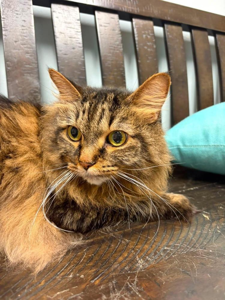 Enlarge Sara, a Adoptable mixed breed in Plymouth, MN image 2/5