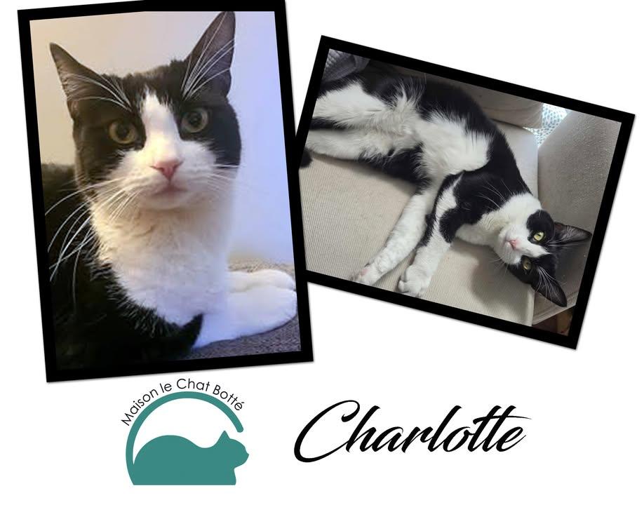 Charlotte, a Adoptable Domestic Short Hair in Montreal-Nord, QC image 6/6