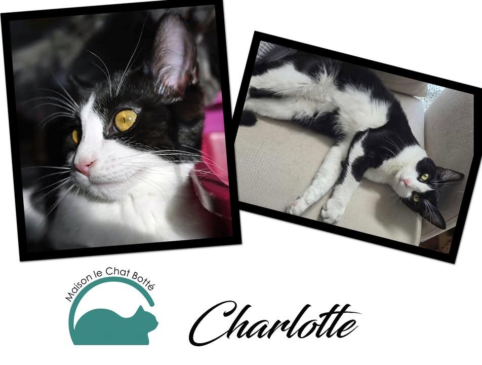 Enlarge Charlotte, a Adoptable Domestic Short Hair in Montreal-Nord, QC image 1/5