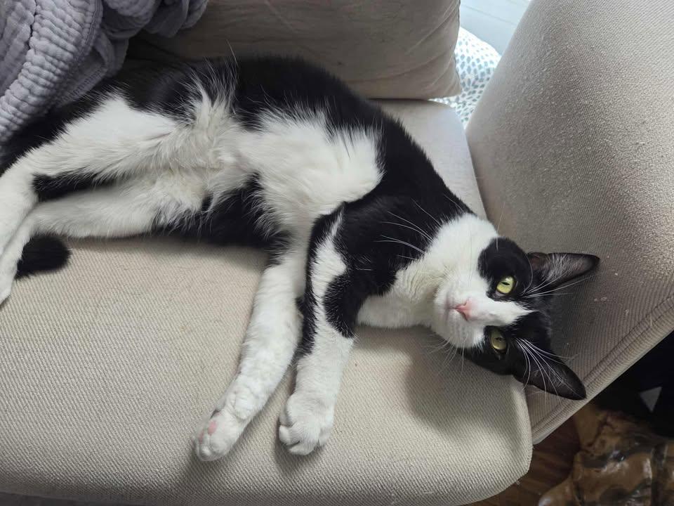 Charlotte, Adoptable, Young Female Domestic Short Hair.