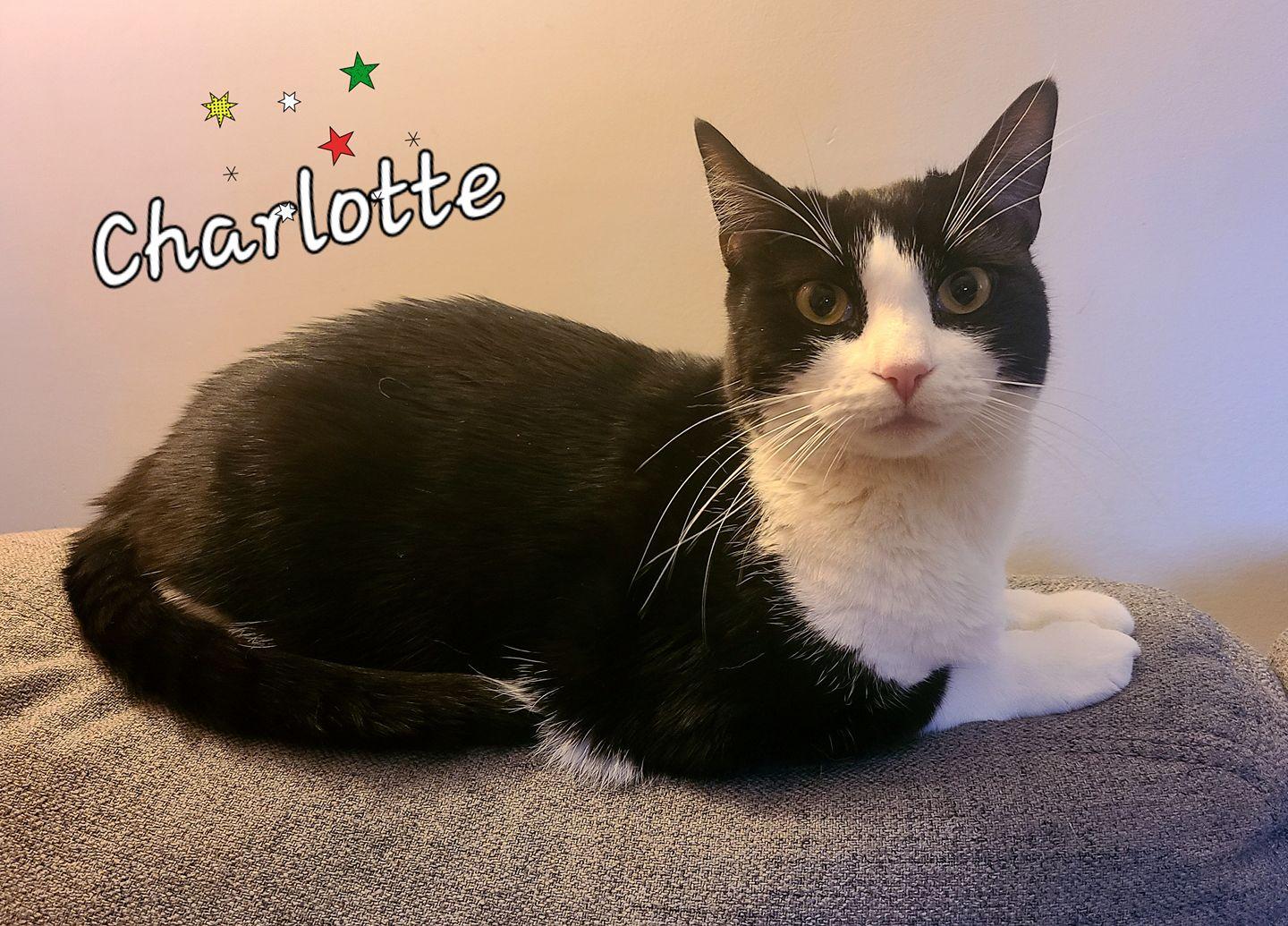 Charlotte, a Adoptable Domestic Short Hair in Montreal-Nord, QC image 5/6