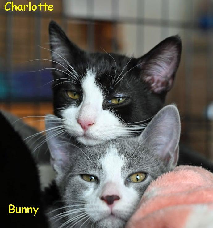 Enlarge Charlotte, a Adoptable Domestic Short Hair in Montreal-Nord, QC image 2/5