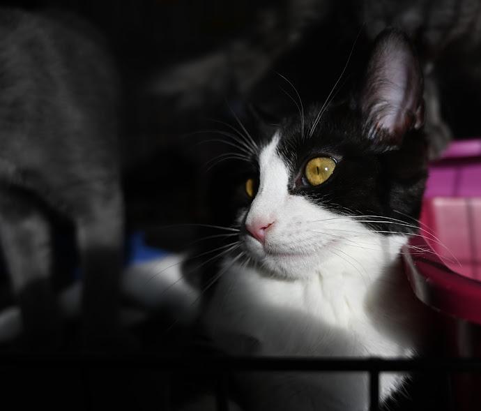 Enlarge Charlotte, a Adoptable Domestic Short Hair in Montreal-Nord, QC image 4/5