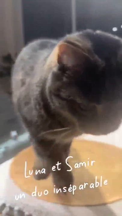 Enlarge Charlotte, a Adoptable Domestic Short Hair in Montreal-Nord, QC video 2/6