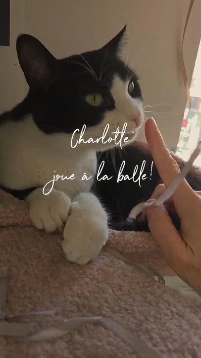 Enlarge Charlotte, a Adoptable Domestic Short Hair in Montreal-Nord, QC video 4/6