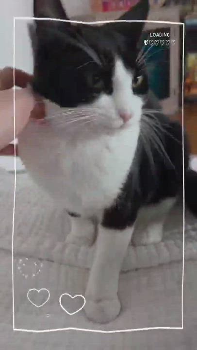 Enlarge Charlotte, a Adoptable Domestic Short Hair in Montreal-Nord, QC video 5/5
