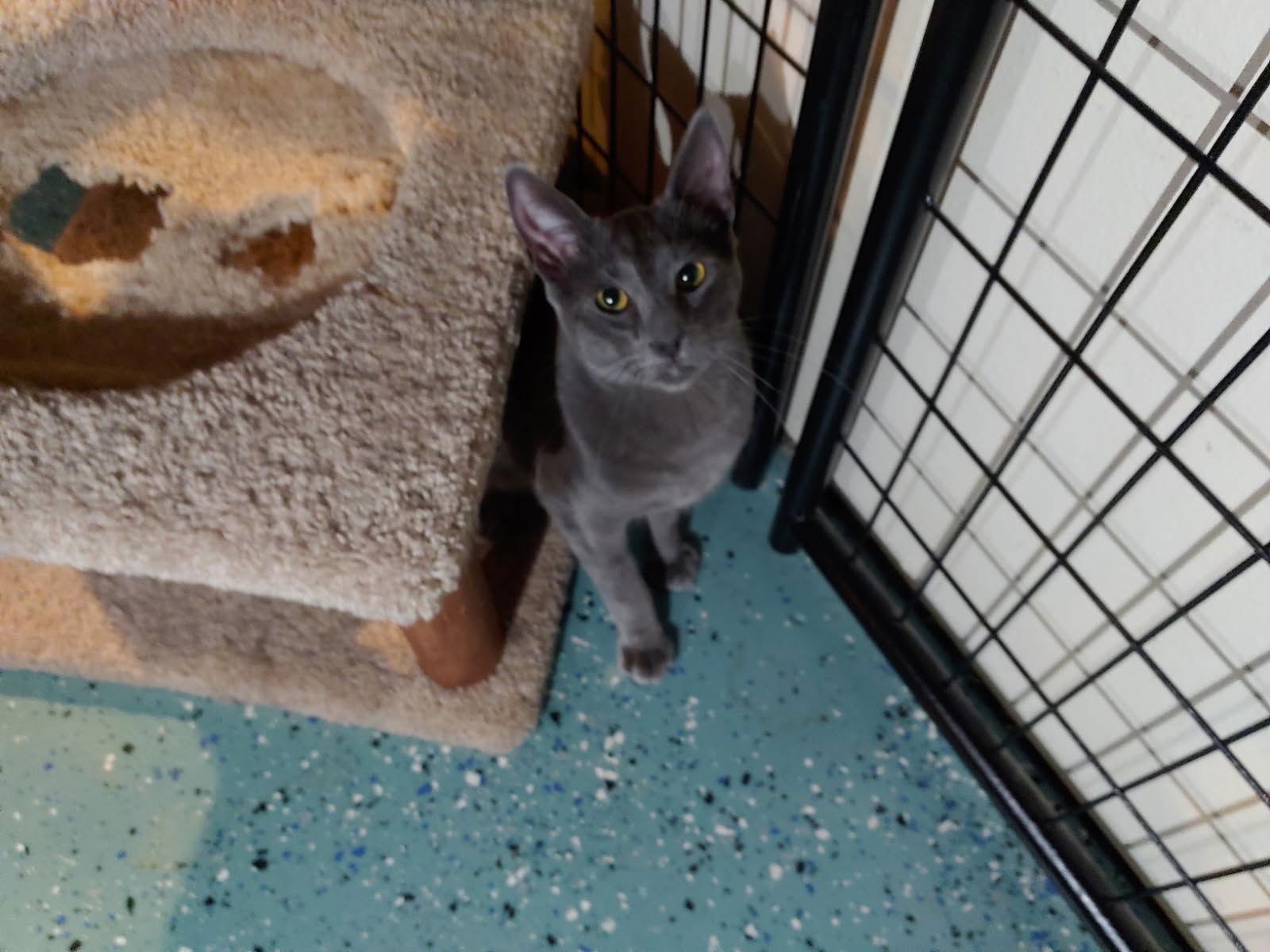 Stevie, Adoptable, Adult Male Domestic Short Hair.