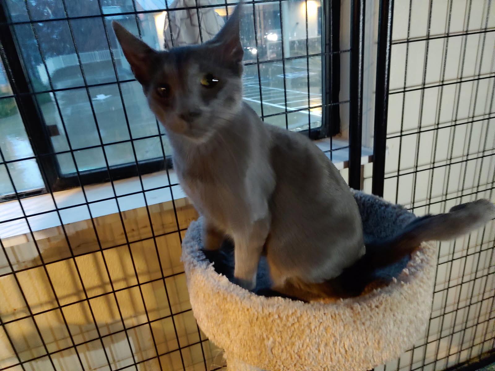 Enlarge Stevie, a Adoptable Domestic Short Hair in Paradise, CA image 2/2