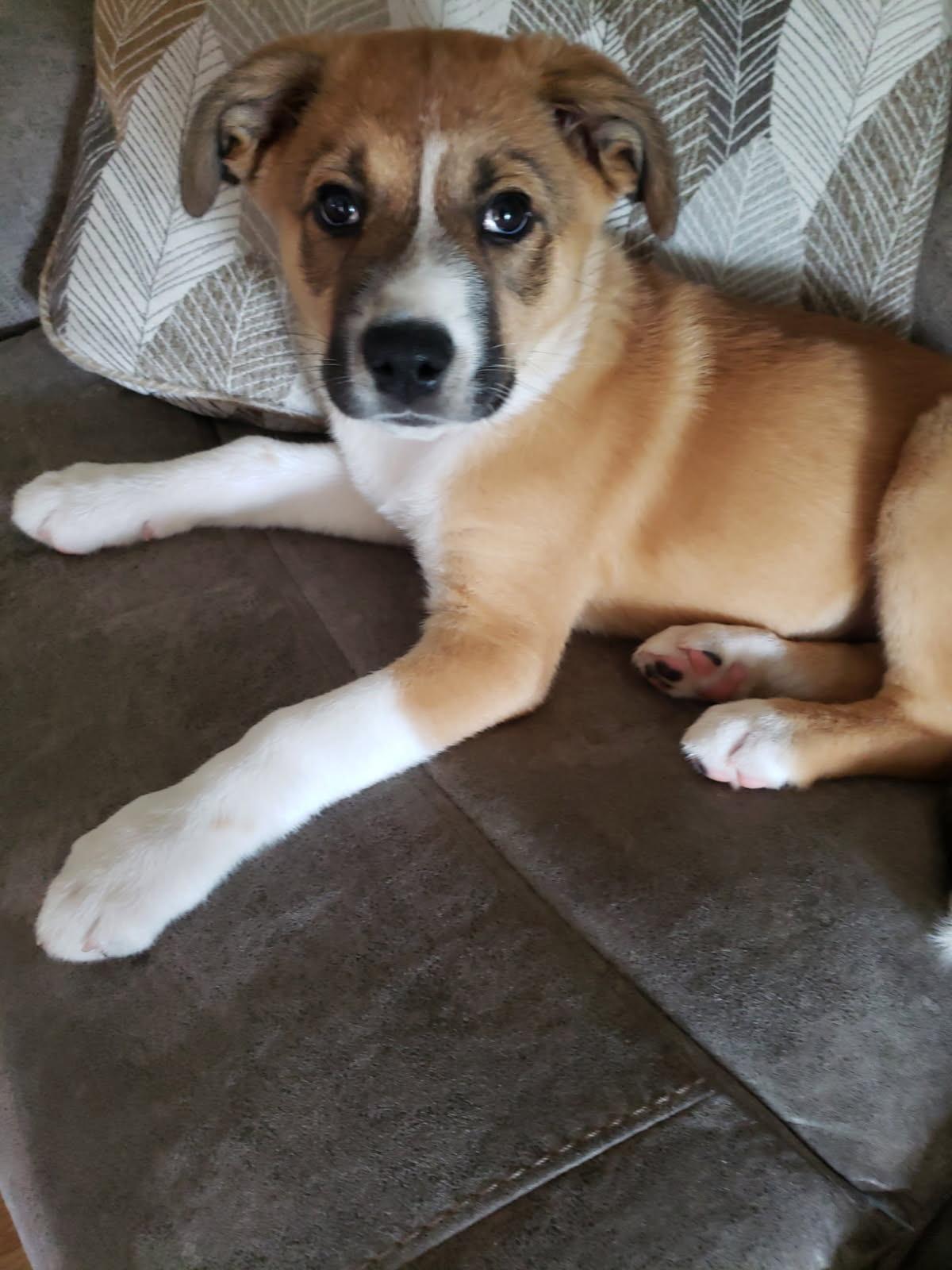 Enlarge Snickers, a Adopted mixed breed in Spring hill, TN image 2/2