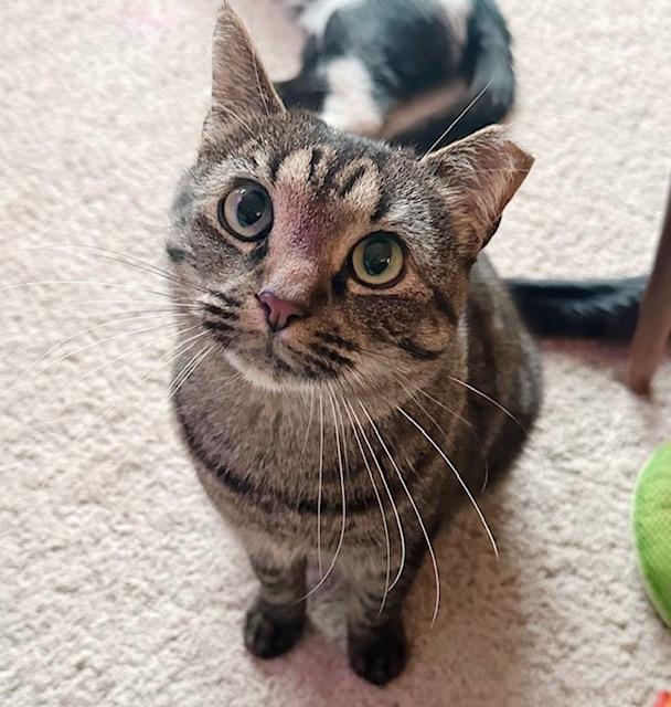 Clancy, a Adoptable Tabby in Philadelphia, PA image 4/6