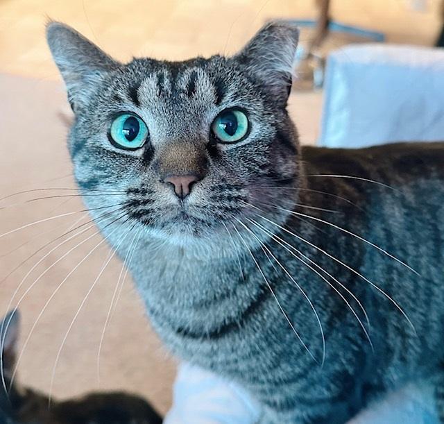 Clancy, a Adoptable Tabby in Philadelphia, PA image 1/6