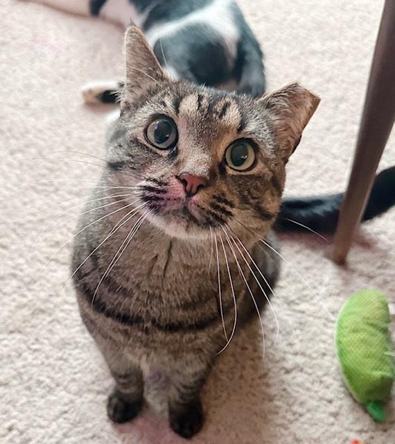 Clancy, a Adoptable Tabby in Philadelphia, PA image 3/6