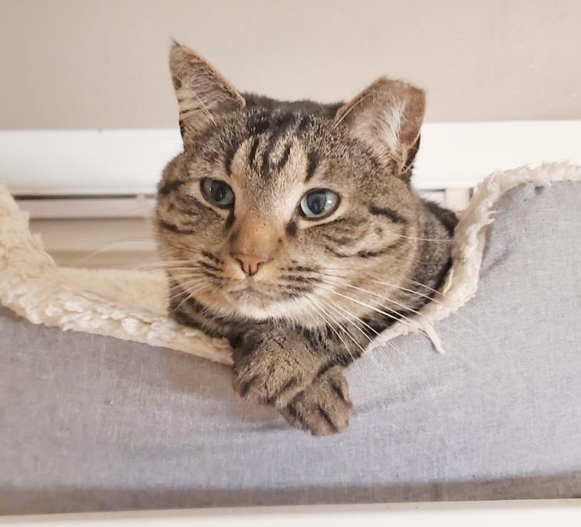 Clancy, a Adoptable Tabby in Philadelphia, PA image 5/6