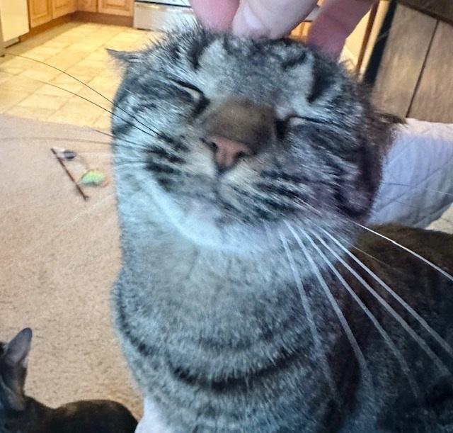 Clancy, a Adoptable Tabby in Philadelphia, PA image 2/6