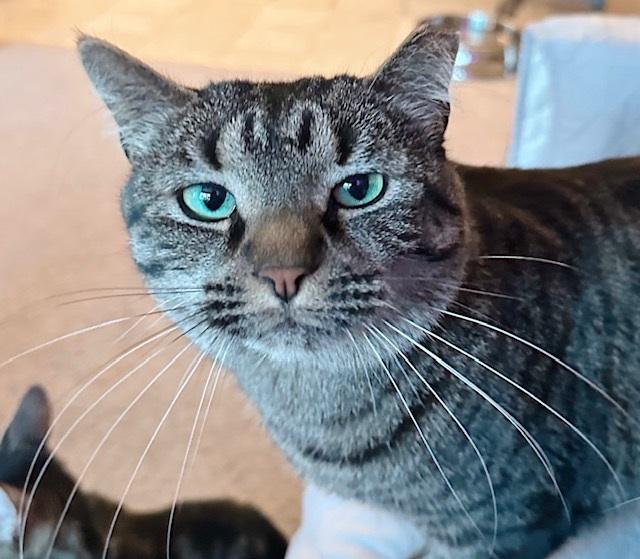 Clancy, a Adoptable Tabby in Philadelphia, PA image 6/6