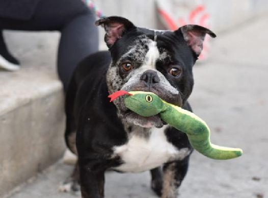 Leo, an adoptable mixed breed in Berlin, NJ image 3/4