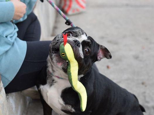 Leo, an adoptable mixed breed in Berlin, NJ image 2/4
