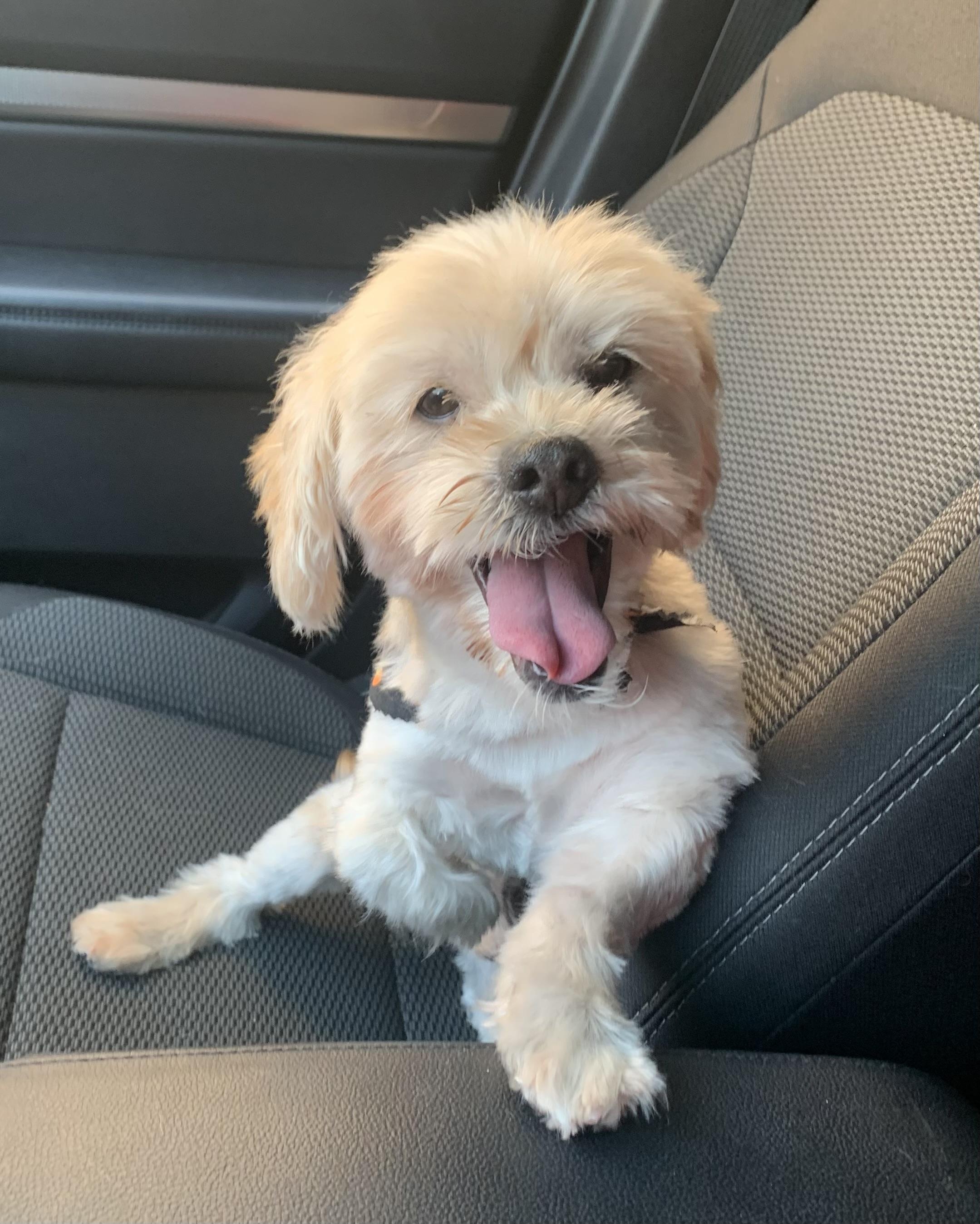 Ramble, Adoptable, Senior Male Cocker Spaniel.