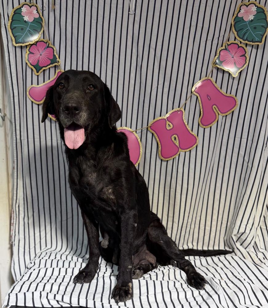 Enlarge RUTH (CAME IN WITH FOUR PUPS), a Adoptable mixed breed in Opelousas, LA image 1/3