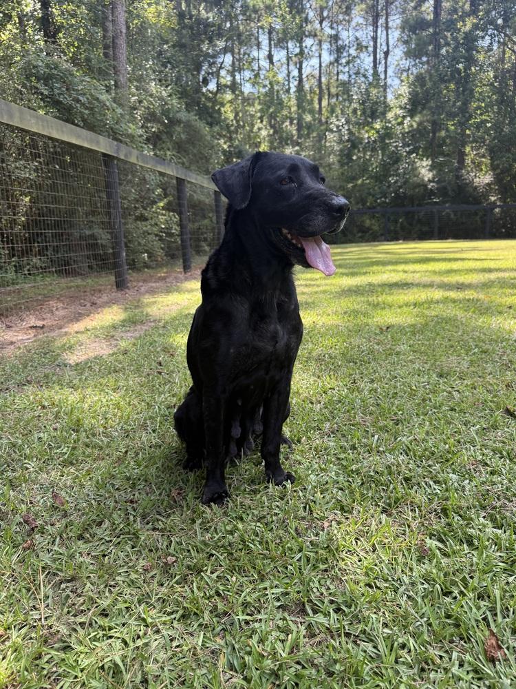 Enlarge RUTH (CAME IN WITH FOUR PUPS), a Adoptable mixed breed in Opelousas, LA image 3/3