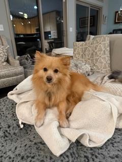 Enlarge 0391 Happy NKA Jack Blades, a Adoptable Finnish Spitz in South Haven, MI image 2/4