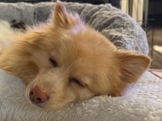 Enlarge 0391 Happy NKA Jack Blades, a Adoptable Finnish Spitz in South Haven, MI image 3/4