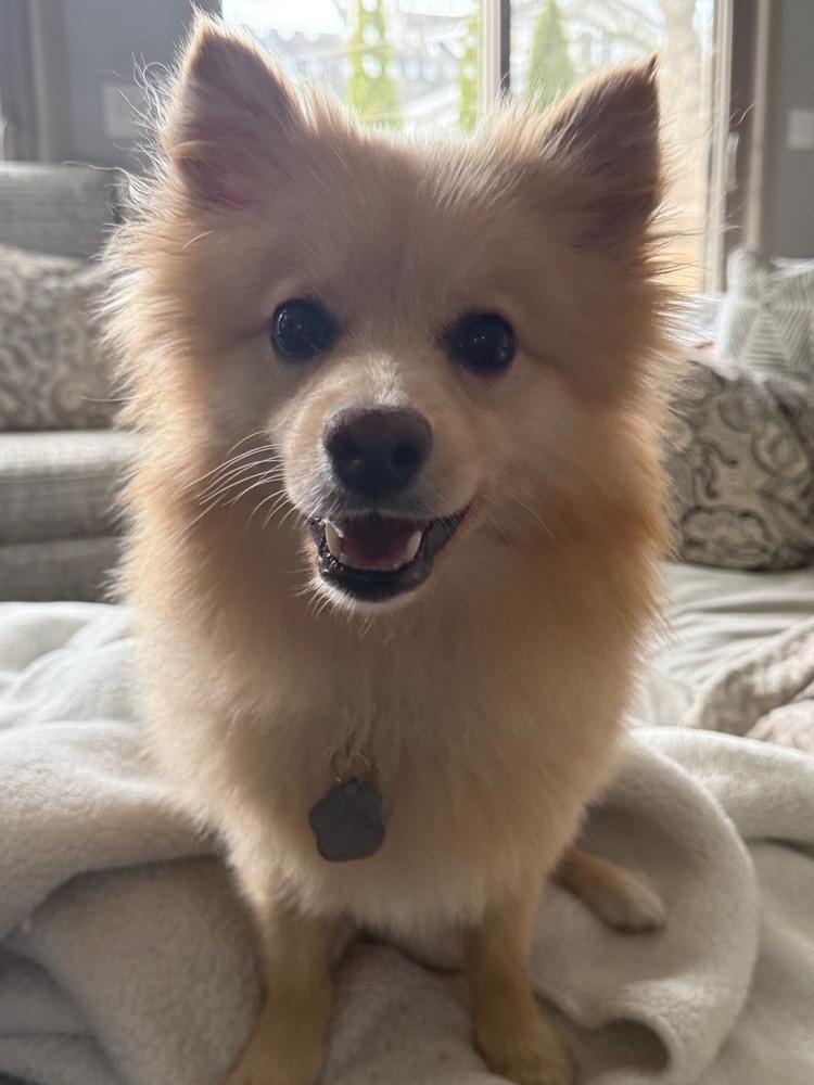 Enlarge 0391 Happy NKA Jack Blades, a Adoptable Finnish Spitz in South Haven, MI image 1/6