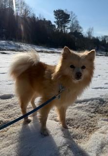 Enlarge 0391 Happy NKA Jack Blades, a Adoptable Finnish Spitz in South Haven, MI image 4/4