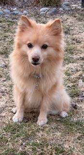 0391 Happy NKA Jack Blades, Adoptable, Puppy Male Finnish Spitz.