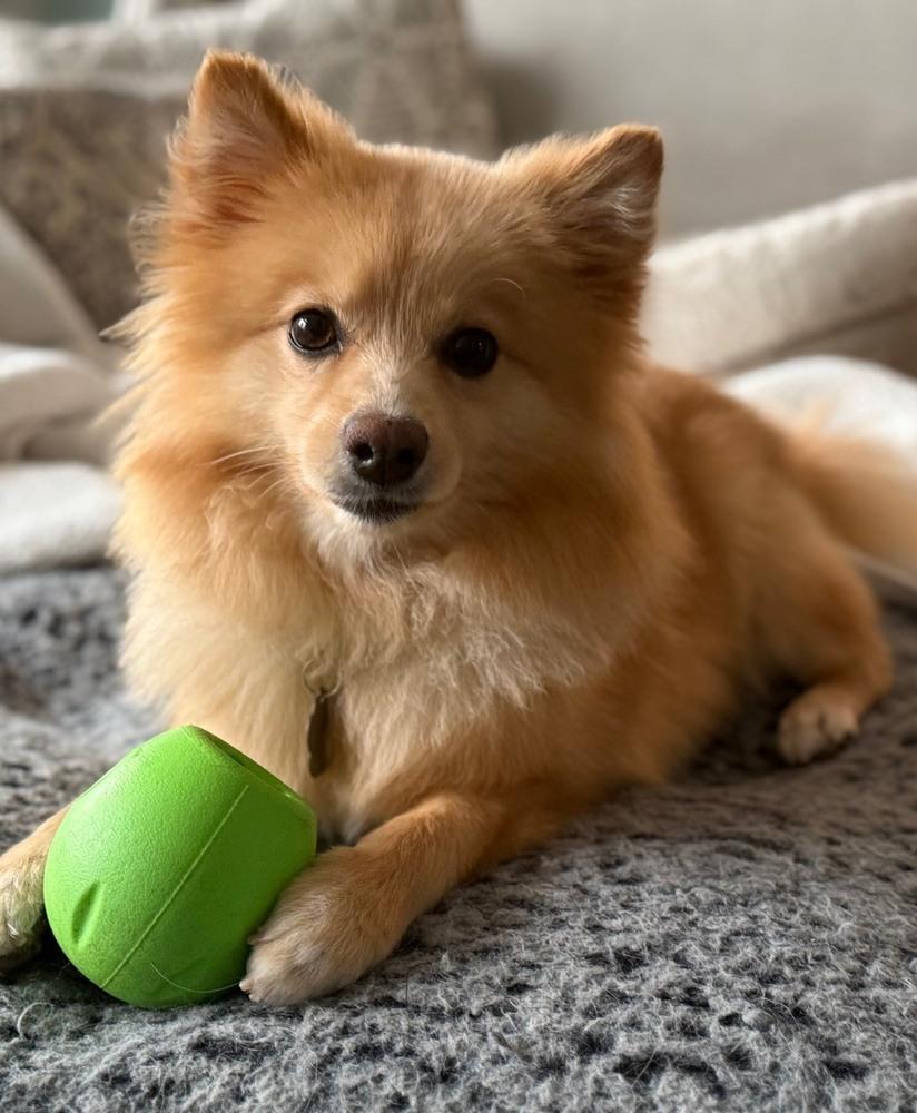 Enlarge 0391 Happy NKA Jack Blades, a Adoptable Finnish Spitz in South Haven, MI image 3/6