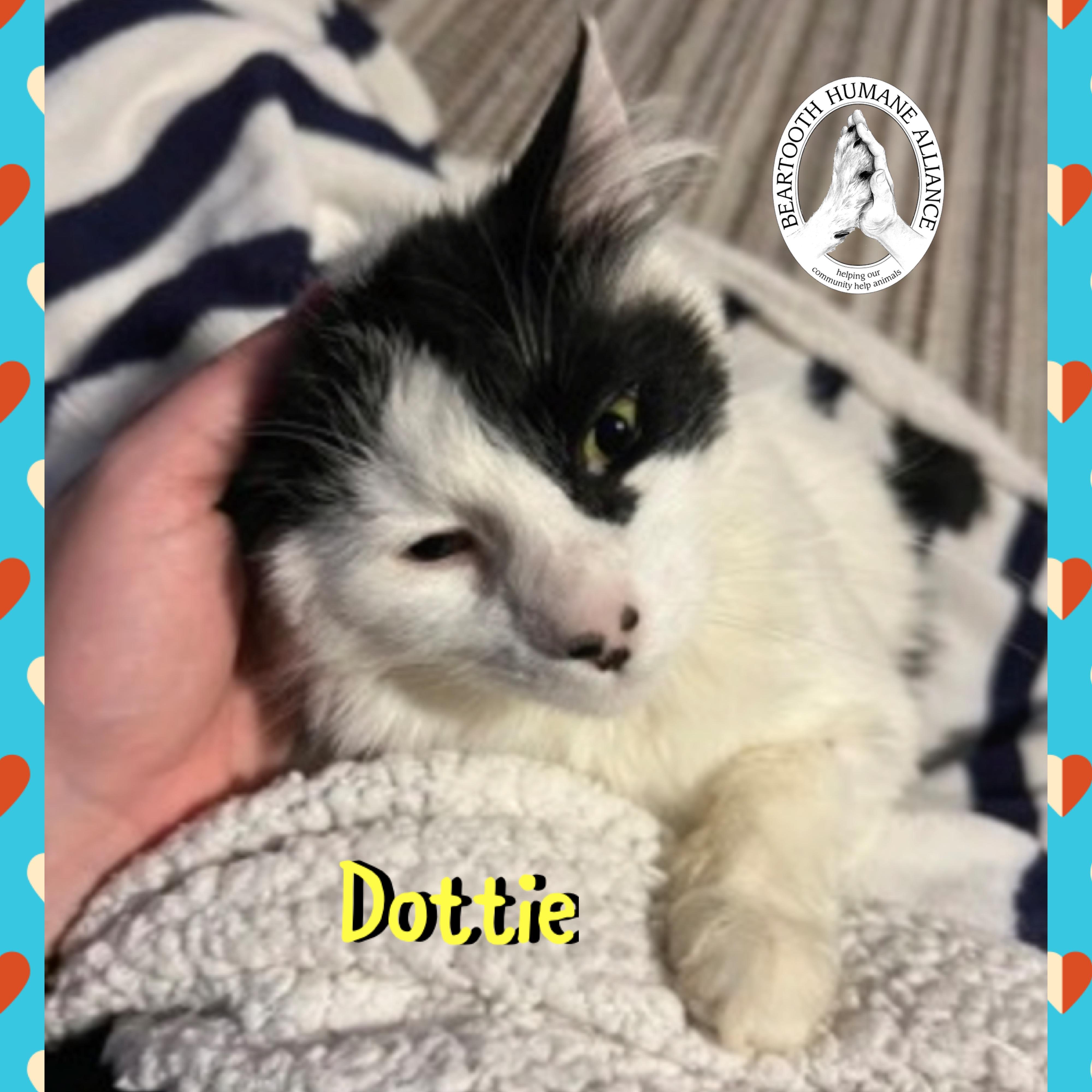 Dottie, a ADOPTABLE mixed breed in Red Lodge, MT image 2/3