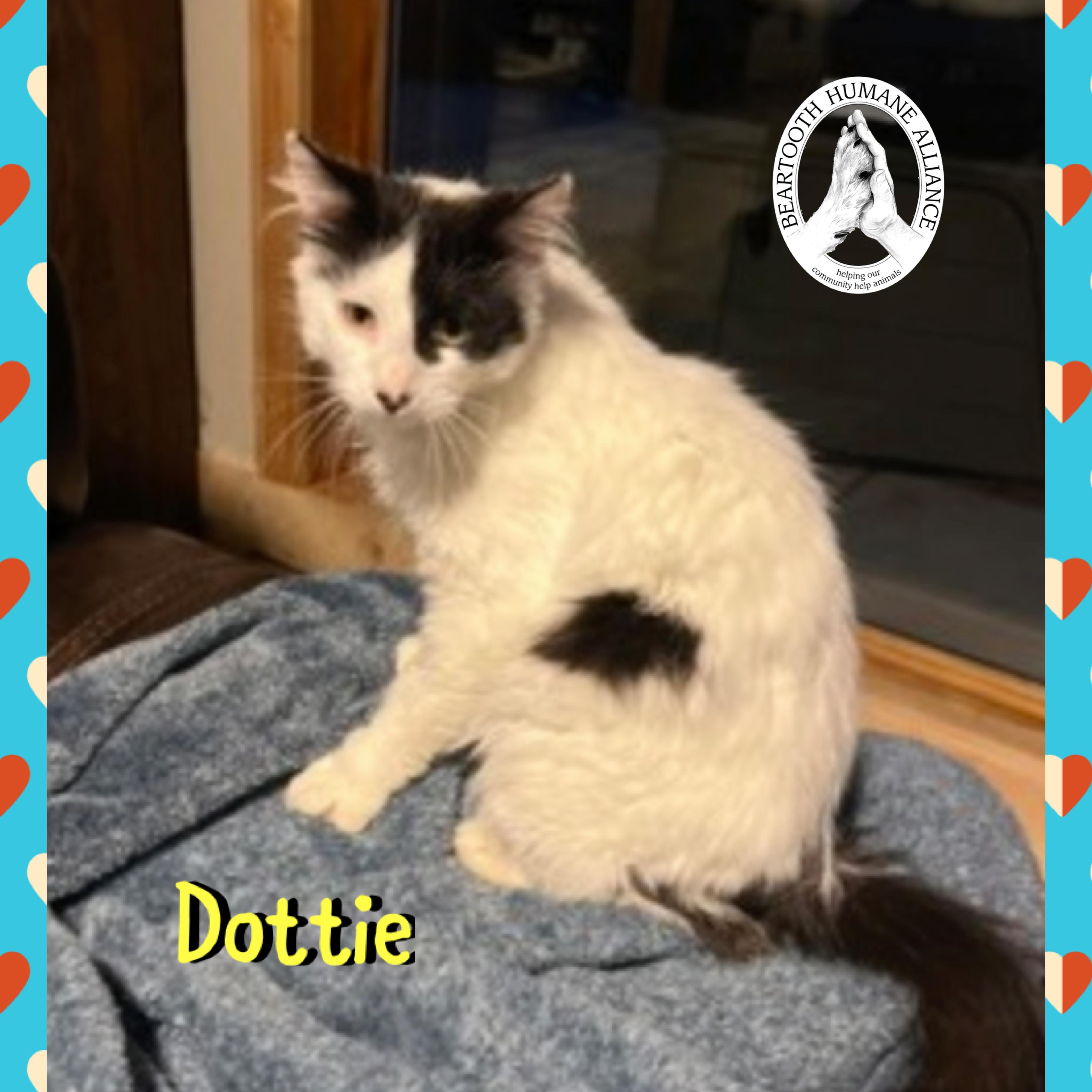 Dottie, a ADOPTABLE mixed breed in Red Lodge, MT image 3/3