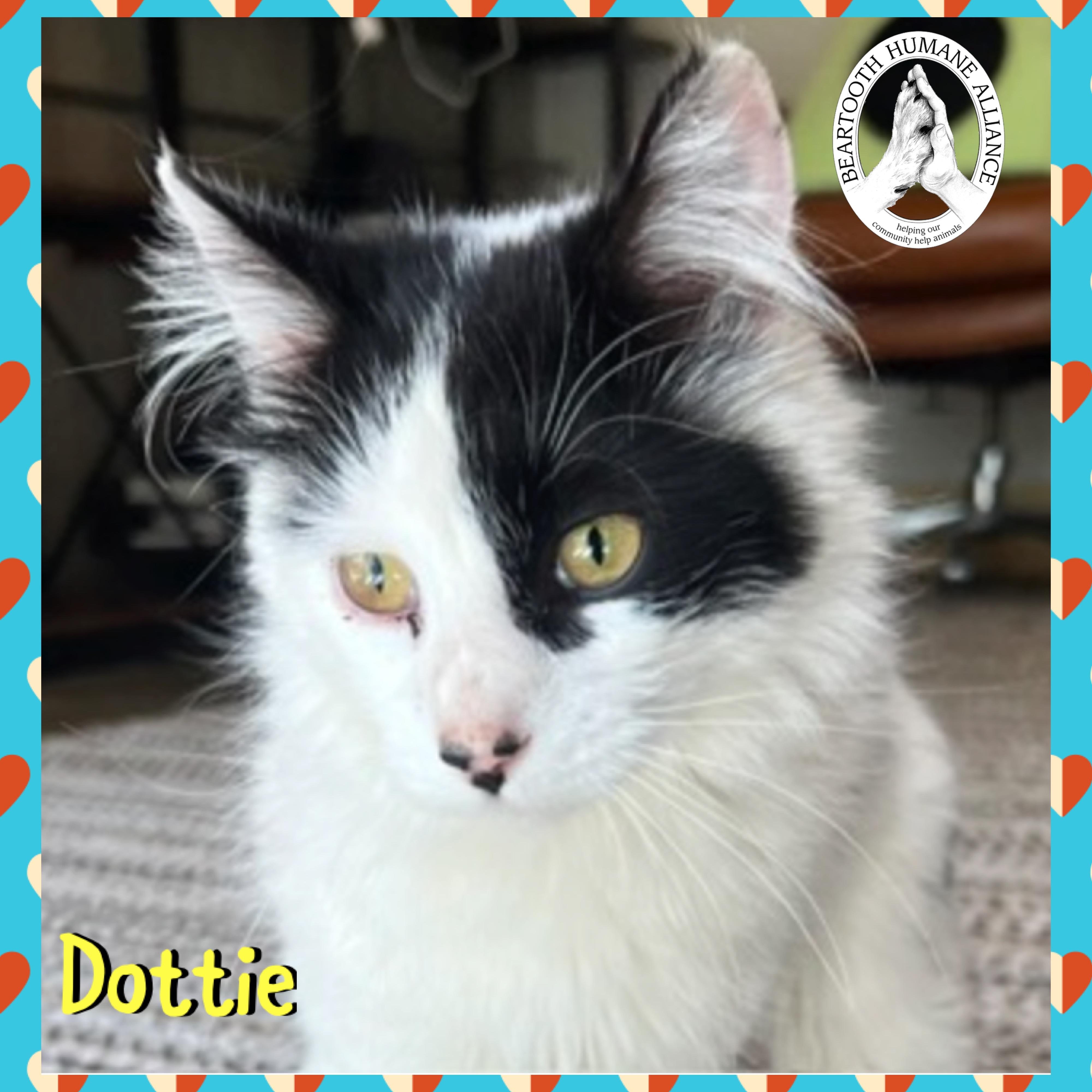 Dottie, ADOPTABLE, Young Female Domestic Medium Hair.