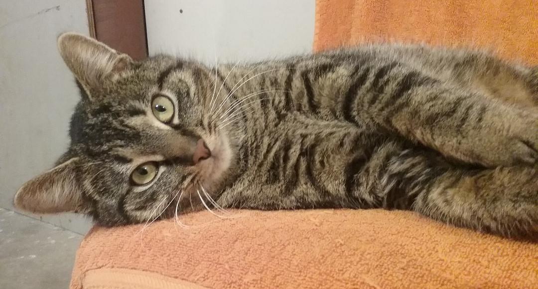 Enlarge Marley, an adopted Domestic Short Hair in Cambridge, ON image 3/5