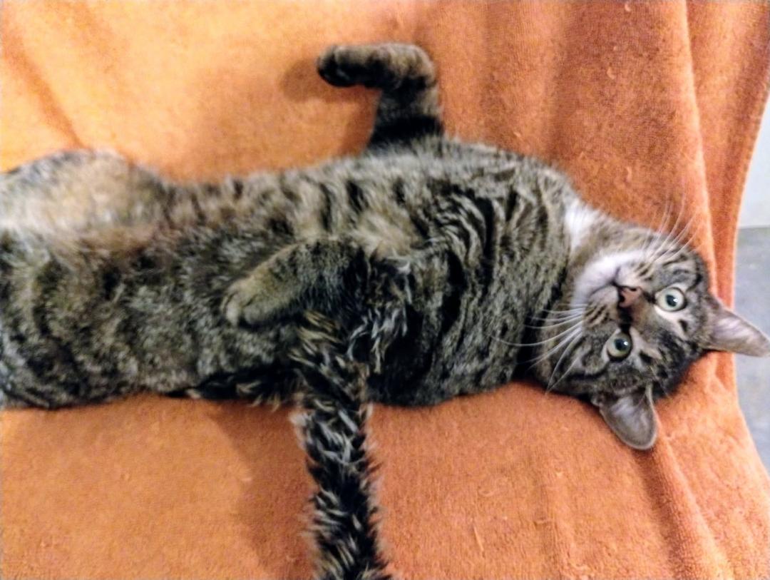Enlarge Marley, an adopted Domestic Short Hair in Cambridge, ON image 5/5